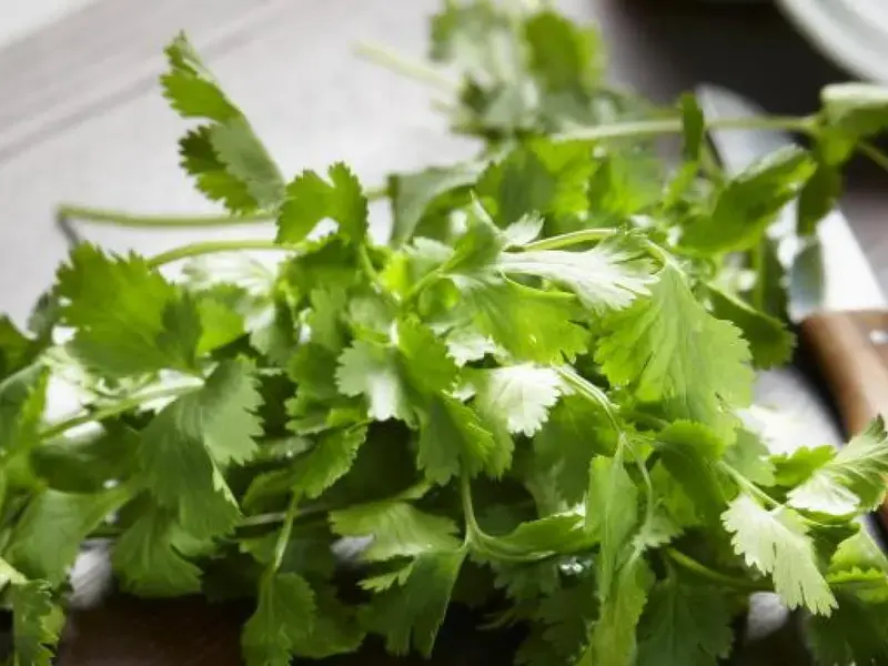 Cilantro
