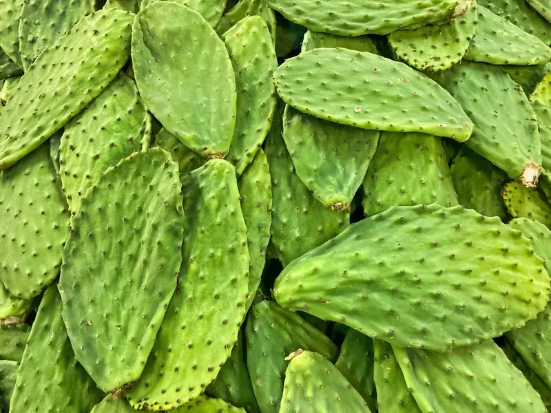 Nopal - Finedininglovers