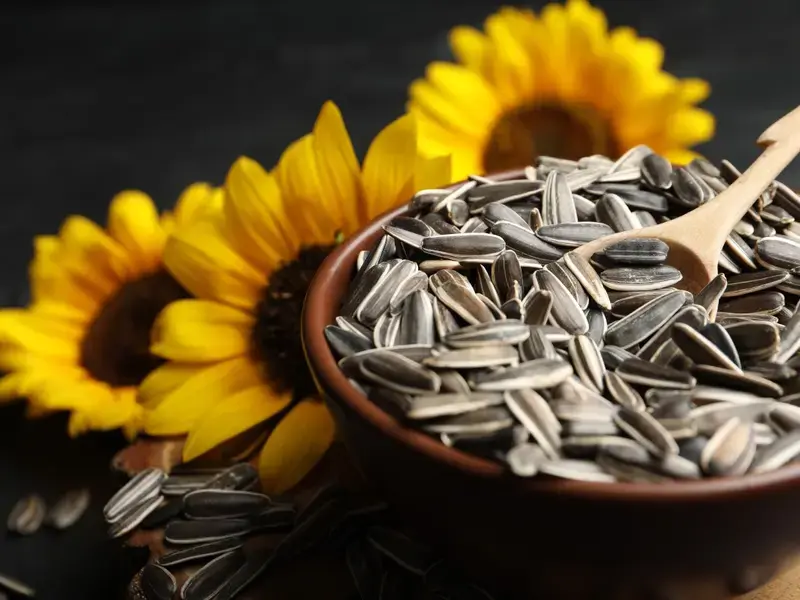 Semillas de girasol: propiedades y usos