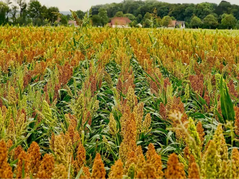 Sorgo y fonio - Finedininglovers