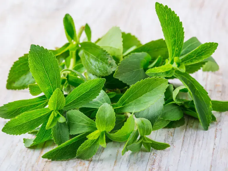 stevia