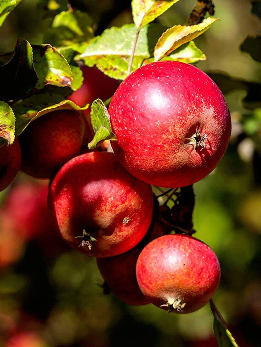 Mitos de la alimentación